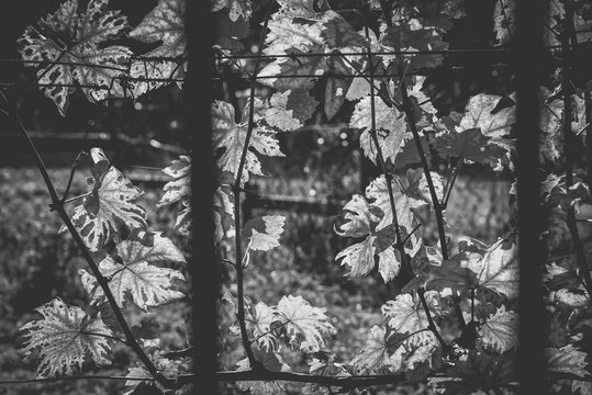 Some backlighted vine leaf in vineyard throughout blurred fence in the autumn. Black and white photo