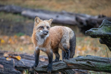 Curious Red Fox 4052 B