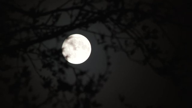 Branches from tree blowing in the wind with full moon establishing night scene.
