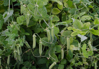 Pea plant with pea pods.