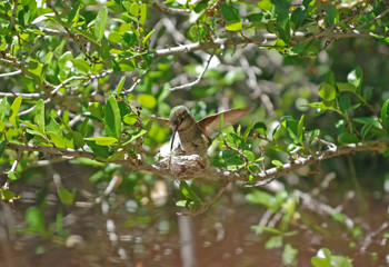 Nesting Hummingbird