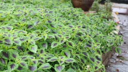 名城公園フラワーガーデン グリーンガーデン