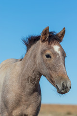 Portrait of a Beautiful Wild Horse