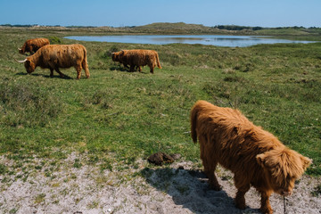 Rinder in Holland