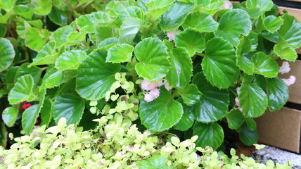 名城公園フラワーガーデン、ベゴニア センパフローレンスの葉