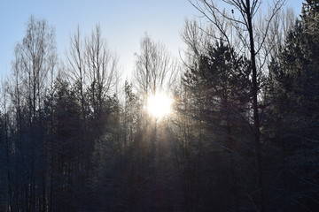 Fototapeta na wymiar sun in winter