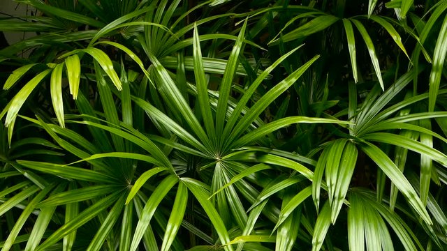 Bright juicy exotic tropical greens in the jungle forest equatorial climate. Background with unusual plant foliage swaying. Natural texture with juicy leaves. Sunlight on the palm leaf.