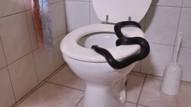 Eine schwarze Schlange kriecht in einem Badezimmer in die Toilette, zwei takes