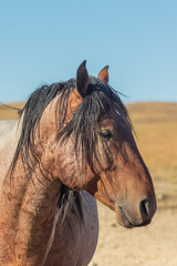 Obraz premium Portrait of a Beautiful Wild Horse