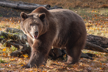 Grizzly in the Fall 1425