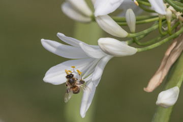 Bienenmakro