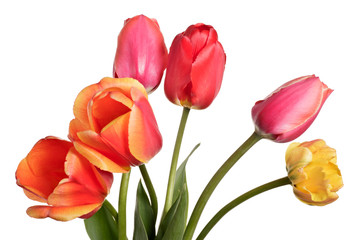 Fototapeta premium Garden Flower bouquet. Tulips isolated on a white background