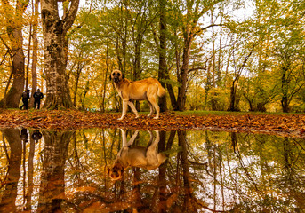 Longoz forests are rare ecosystems. The main condition for the continuity of this ecosystem is the constant existence of abundant water. The longs are only found in Amazon, Africa, Congo  and İğneada.