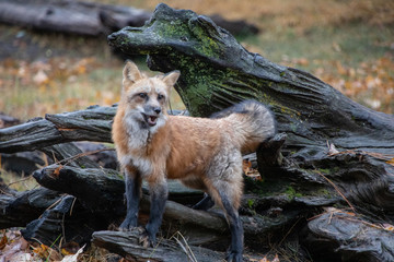 Curious Red Fox 4019