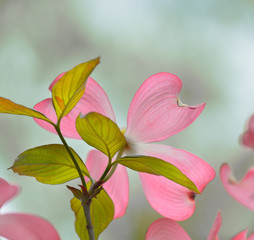 Flowering Dogwood Detail