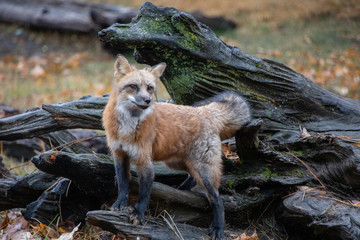 Curious Red Fox 4020