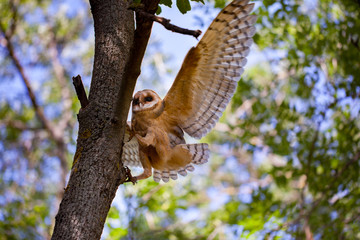 owl on tree