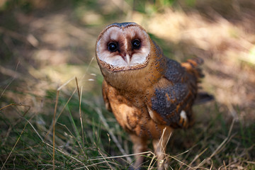 owl on tree