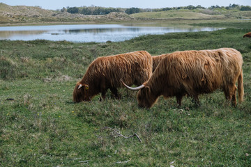 Rinder in Holland