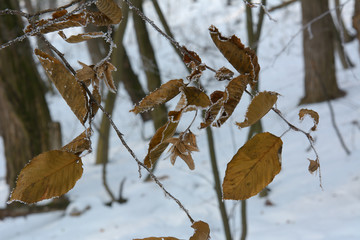 The winter forest is covered with frost