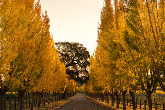 Colorful trees on an autumn day landscape