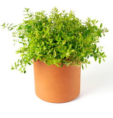 POT OF GOLDEN THYME HERB