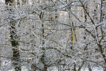 The winter forest is covered with frost