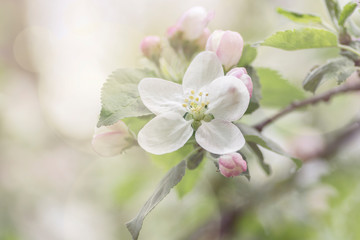 Fototapeta na wymiar beginning of spring blooming apple buds pink colors