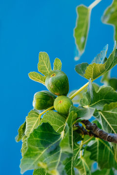 Figs on a tree