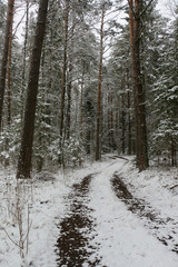 Snow-covered forest in the village in the early morning.