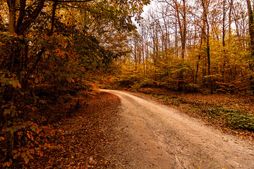Fototapeta premium Longoz forests are rare ecosystems. The main condition for the continuity of this ecosystem is the constant existence of abundant water. The longs are only found in Amazon, Africa, Congo and İğneada.