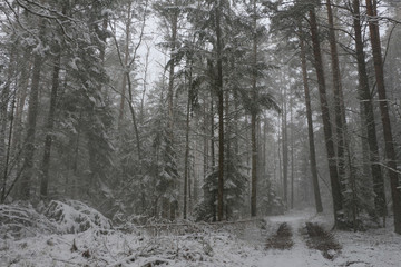 Snow-covered forest in the village in the early morning.