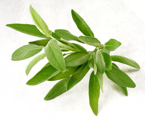 SPRIG OF FRESH SAGE LEAVES
