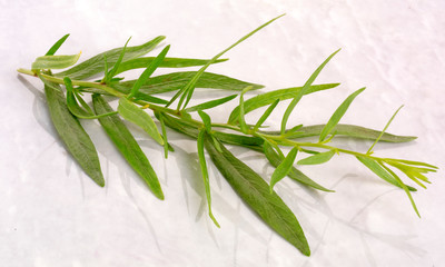 TARRAGON HERB