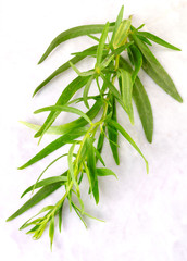 SPRIG OF TARRAGON LEAVES