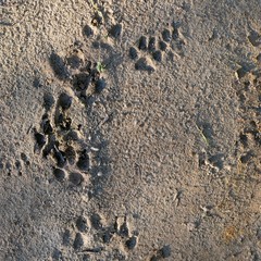 Texture of animal footprints in the sand, view from above, in the natural environment