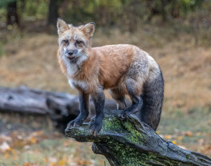 Red Fox Perched on a Mossy Log