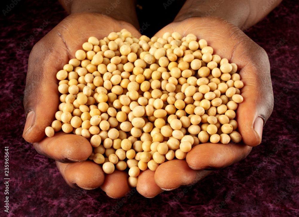 Poster MAN HOLDING SOYA BEANS