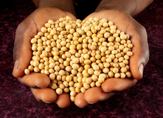 MAN HOLDING SOYA BEANS