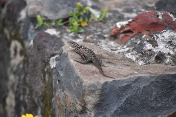 A lizard warming up on a stone.