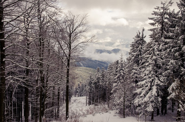 winter atmosphere in forest