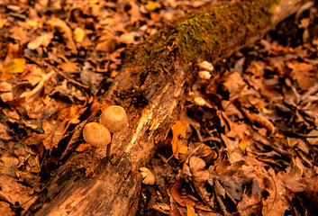 Longoz forests are rare ecosystems. The main condition for the continuity of this ecosystem is the...