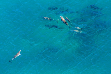Aerial view of group of whales in St Lucia, South Africa, one of the top Safari Tour destinations. Whale watching during migration. Copy space. Nature sea background.