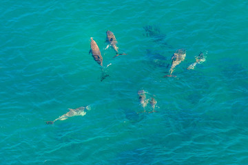 Blue sea background. Aerial view of group of whales in St Lucia, South Africa, one of the top Safari Tour destinations. Whale watching during migration. Copy space.