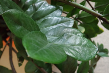 green leaves of a decorative indoor plant