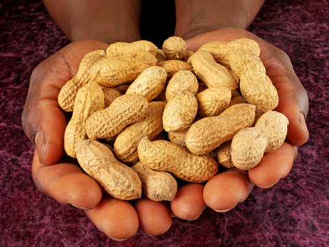 MAN HOLDING PEANUTS IN SHELLS OR MONKEY NUTS