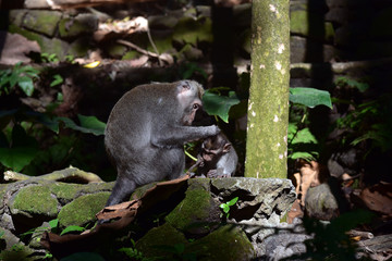 Long-tailed macaque (Macaca fascicularis), Relaxed Monkey, Sacred Monkey Forest Sanctuary, Padangtegal, Ubud, Bali, Indonesia