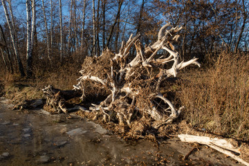 a broken tree root on the sunset
