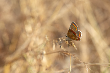 Lycaenidae / Çokgözlü Esmer / / Polyommatus agestis