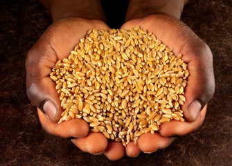 MAN'S HANDS HOLDING WHEAT KERNELS